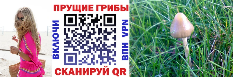 Галлюциногенные грибы Magic Shrooms  наркота  Семикаракорск 